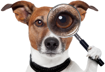 dog-with-magnifying-glass.png